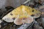 Variable Tropic Moth