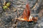 Nessus Sphinx Moth