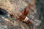 Nessus Sphinx Moth