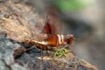 Nessus Sphinx Moth
