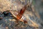 Nessus Sphinx Moth