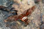 Nessus Sphinx Moth