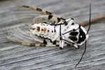 Giant Leopard Moth
