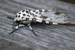 Giant Leopard Moth