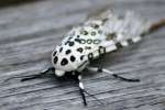 Giant Leopard Moth