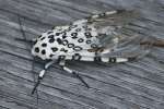 Giant Leopard Moth