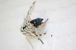 Giant Leopard Moth