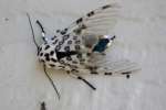 Giant Leopard Moth