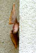 Imperial Moth