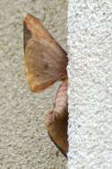 Imperial Moth