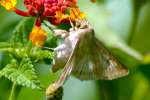 Corn Earworm Moth