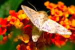 Corn Earworm Moth