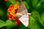 Corn Earworm Moth