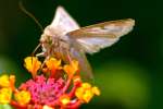Corn Earworm Moth
