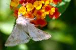 Corn Earworm Moth