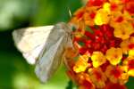Corn Earworm Moth