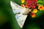 Corn Earworm Moth