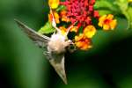 Corn Earworm Moth