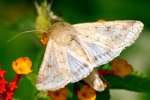 Corn Earworm Moth