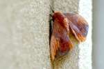 Imperial Moth