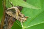 Looper Moth