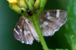Hawaiian Beet Webworm Moth