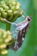 Hawaiian Beet Webworm Moth