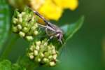 Hawaiian Beet Webworm Moth