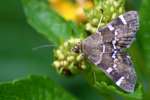 Hawaiian Beet Webworm Moth