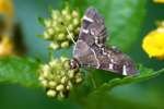 Hawaiian Beet Webworm Moth