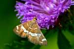 Hawaiian Beet Webworm Moth
