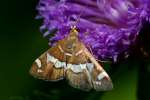 Hawaiian Beet Webworm Moth