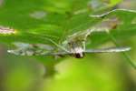 Hawaiian Beet Webworm Moth