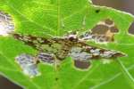 Hawaiian Beet Webworm Moth