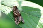 Common Looper Moth