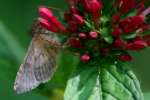 Common Looper Moth