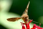 Common Looper Moth