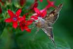 Common Looper Moth