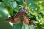Common Looper Moth