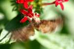 Common Looper Moth