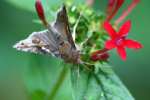 Common Looper Moth