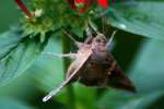 Common Looper Moth