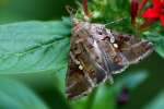 Common Looper Moth