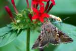 Common Looper Moth