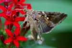 Common Looper Moth