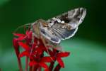 Common Looper Moth