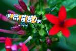 Ailanthus Webwing Moth