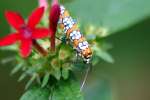 Ailanthus Webwing Moth