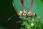 Ailanthus Webwing Moth