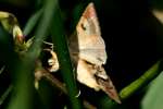 Corn Earworm Moth